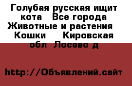 Голубая русская ищит кота - Все города Животные и растения » Кошки   . Кировская обл.,Лосево д.